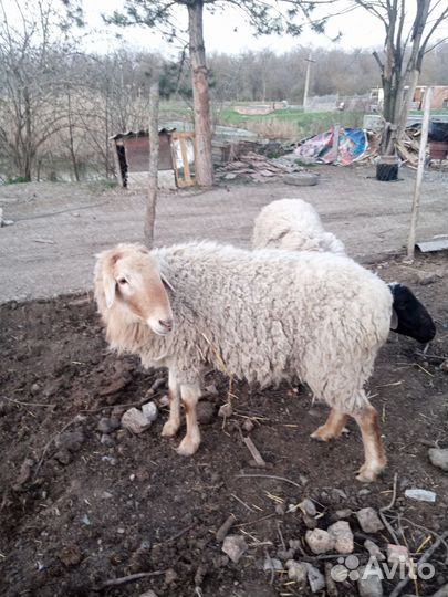 Англо нубийский козел