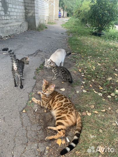 Бенгальские котята в добрые руки