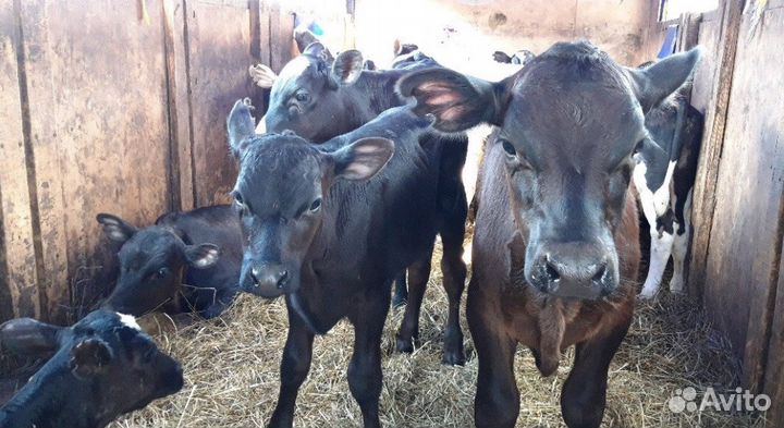 Быки и телки, разных пород 1-3мес
