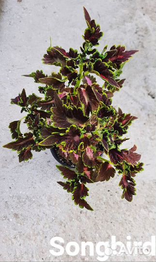 Колеусы укорененные