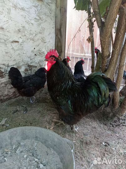 Петушки Синь Синь дянь вылупился 22.06.23года