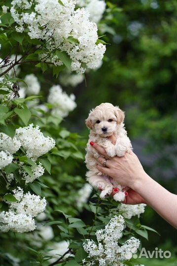 Щенки мальтипу f1 мини