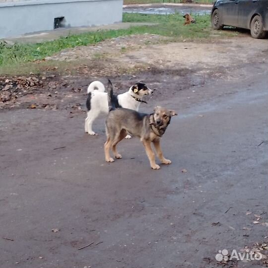 Собака в добрые руки отдам бесплатно