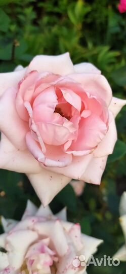 Саженцы роз