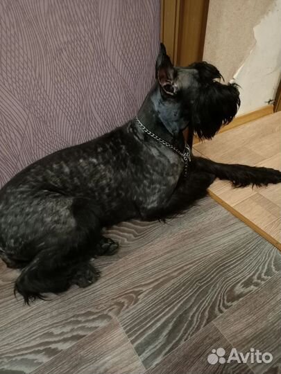 Ризеншнауцер