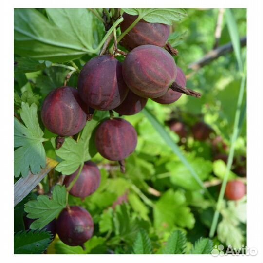 Саженцы крыжовника (безшипный)