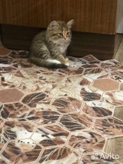 Кошки