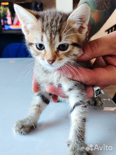Котенок девочка в добрые руки