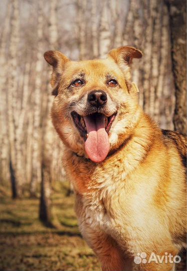 Собака в добрые руки