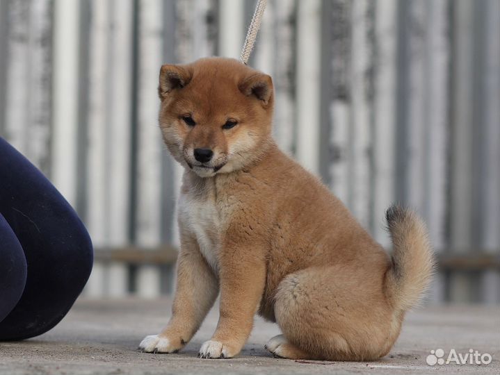 Щенки Акита и Сиба-Ину