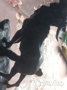 В доставке Чугунный лось касли