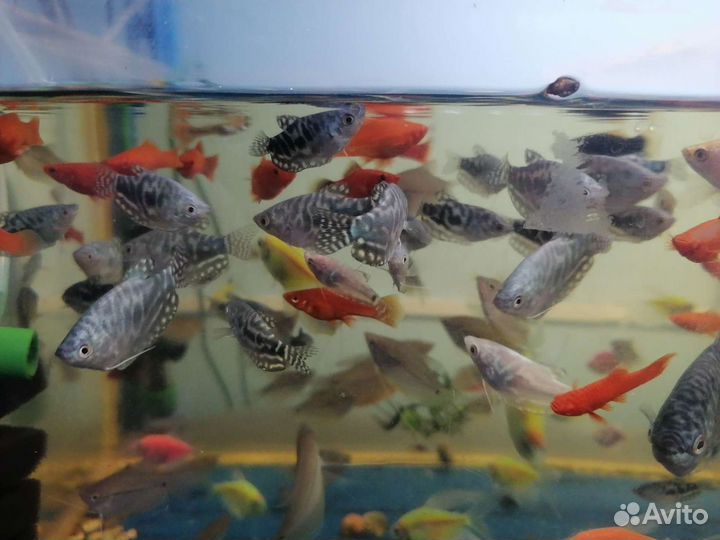 Аквариумные рыбки