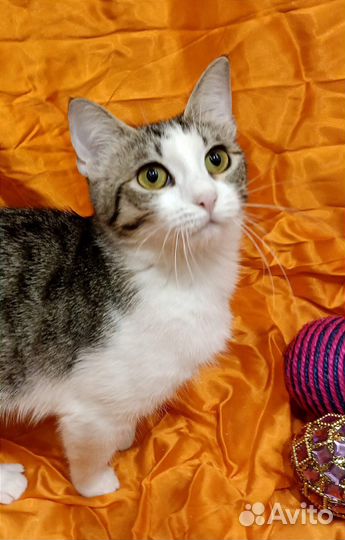 Кошка в добрые руки