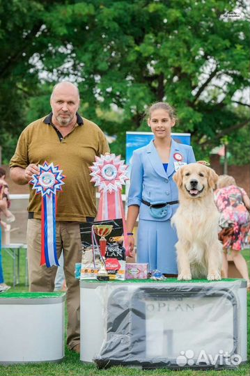 Хендлер, Кинолог, дрессировка собак с проживанием