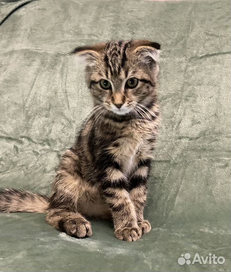 Котенок-мальчик