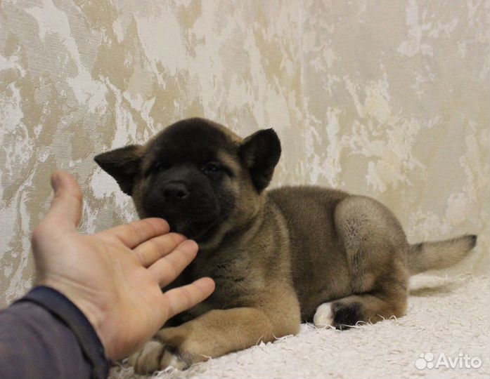 Американская акита.Красивые щенки