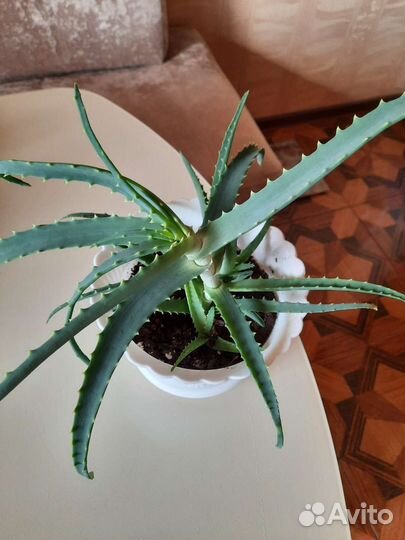 Алоэ лечебный