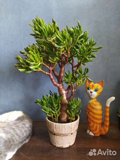 Денежное дерево. Красула хоббит