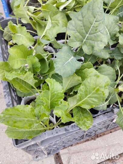 Рассада капусты брокколи,цветная, ранняя