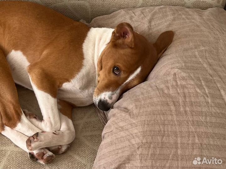 Кобель Басенджи