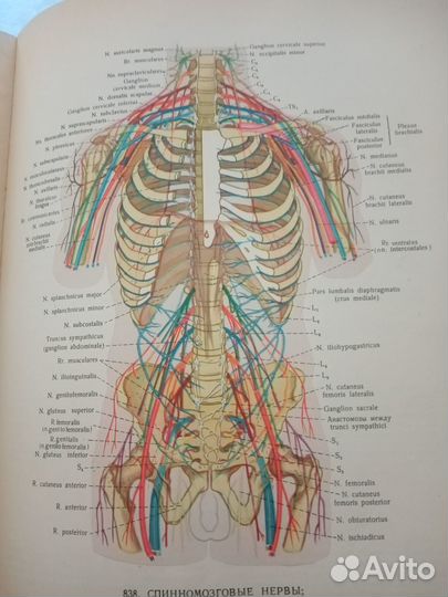 Атлас анатомии человека синельников