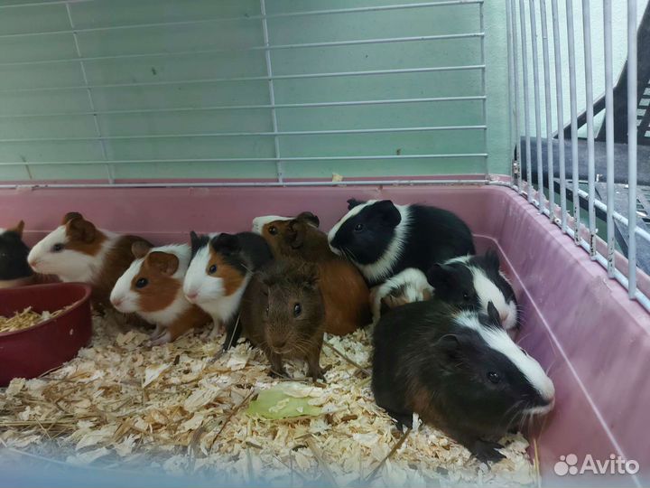 Морские малышки