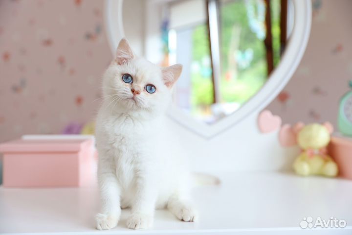 Британский мальчик лиловая шиншилла поинт -Гарфилд