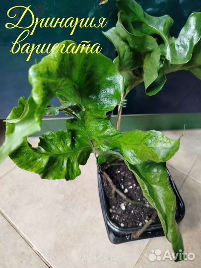 Микросорумы и др