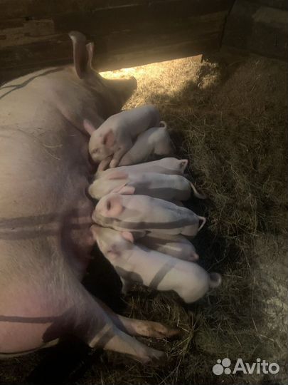 Поросята