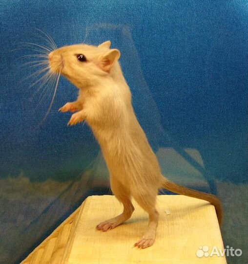 Монгольские песчанки из питомника