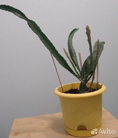 Питахайя - драконий фрукт