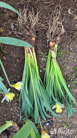 Нарциссы в горшке