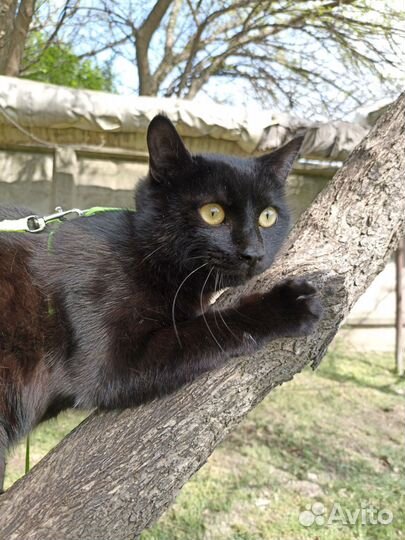 Кошка кот котята