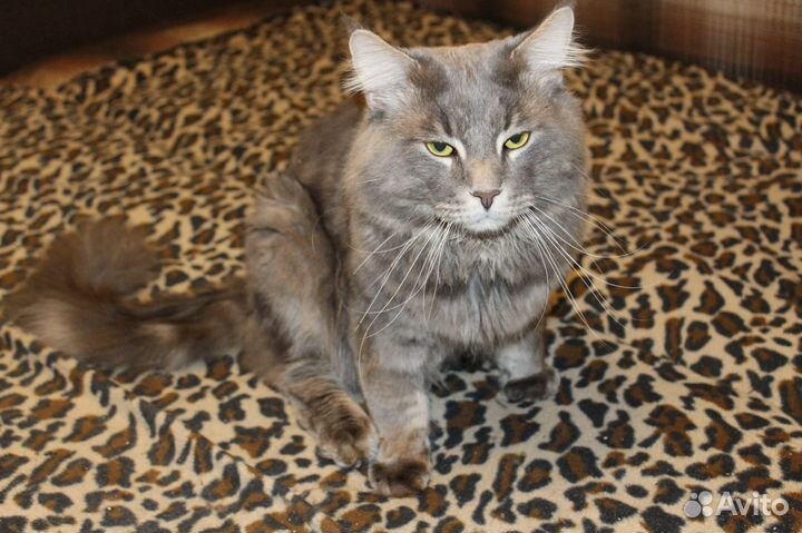 Кот на вязку за котенка