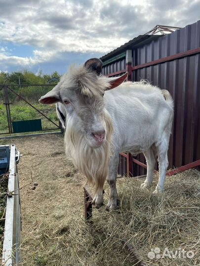 Козел зааненский