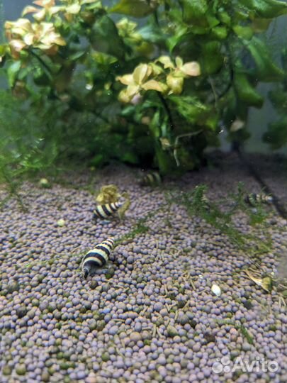 Улитка хелена