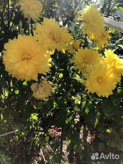 Хризантемы