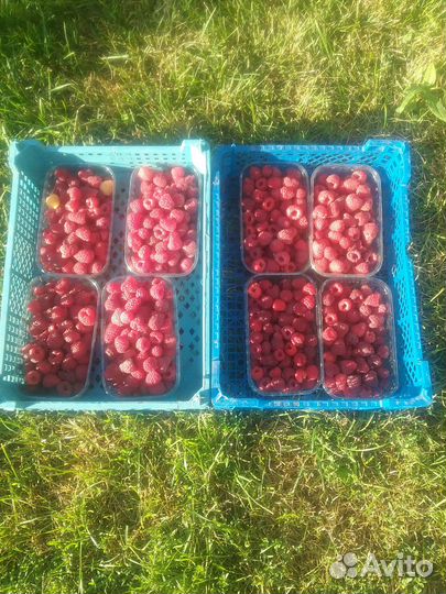 Малина ягода свежая