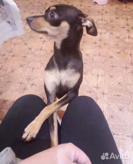 Щенки тойтерьера