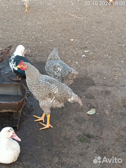 Молодые петушки Плимутрок, Ливенская