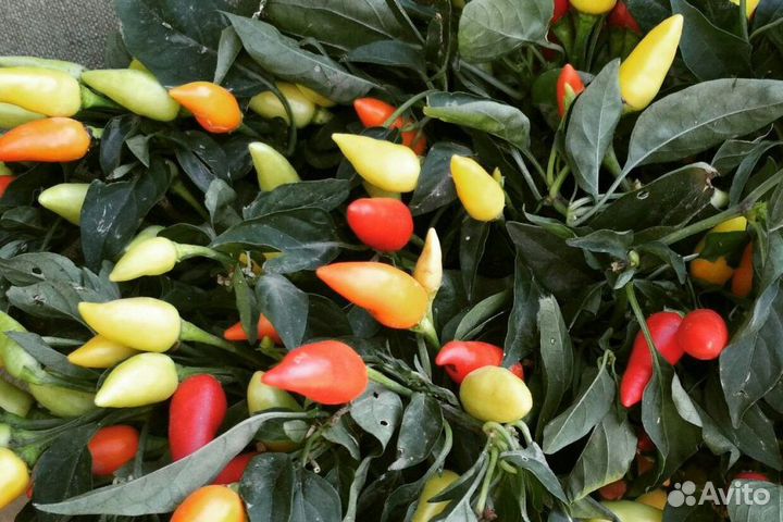 Семена острого перца