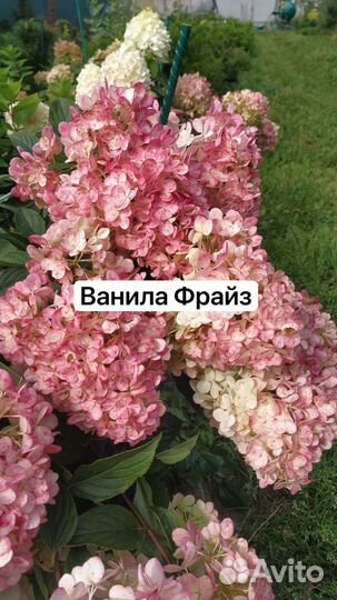 Гортензия метельчатая