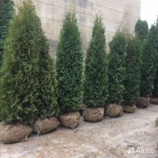 Можевельник туи