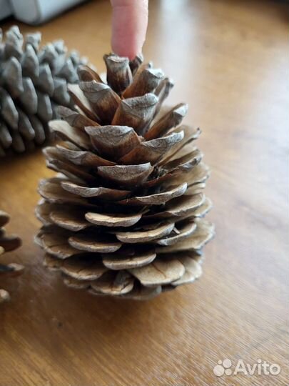 Шишки крымской сосны крупные для поделок, декора