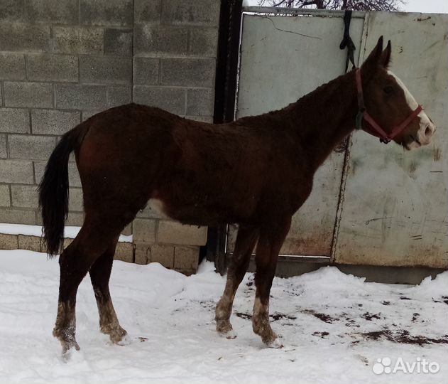 Полутяж жеребчик