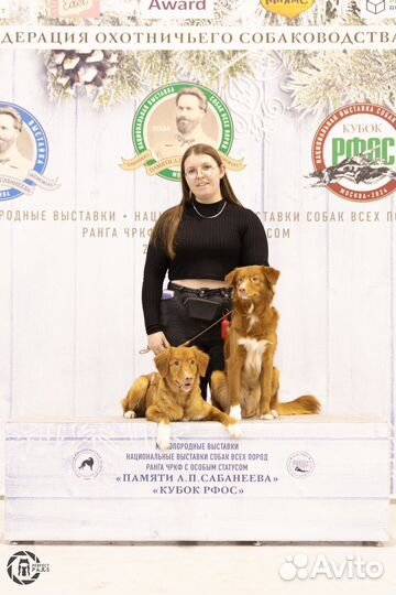 Передержка собак/Кинолог/Груминг