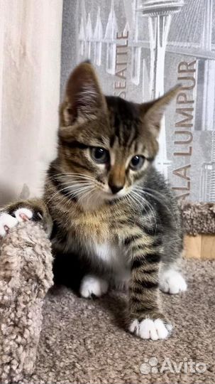 Котёнок-тигрёнок