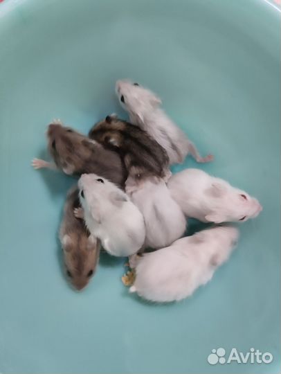 Хомячков джунгарских на подарки