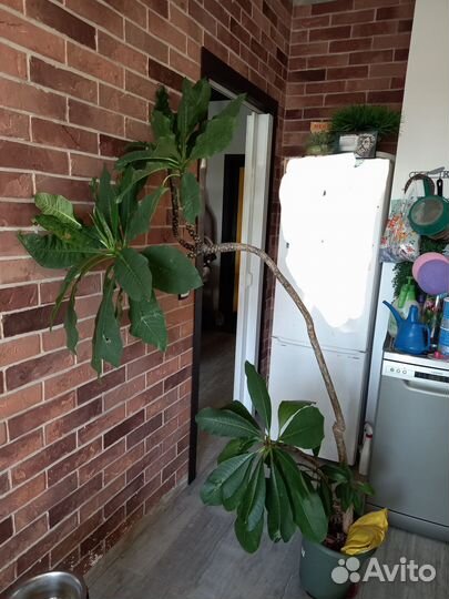 Растение (плюмерия)