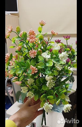 Интерьерных цветы